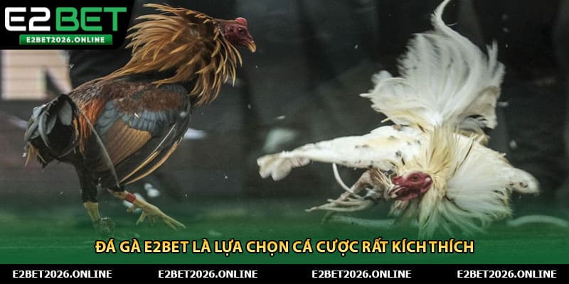 Đá gà E2BET là lựa chọn cá cược rất kích thích 